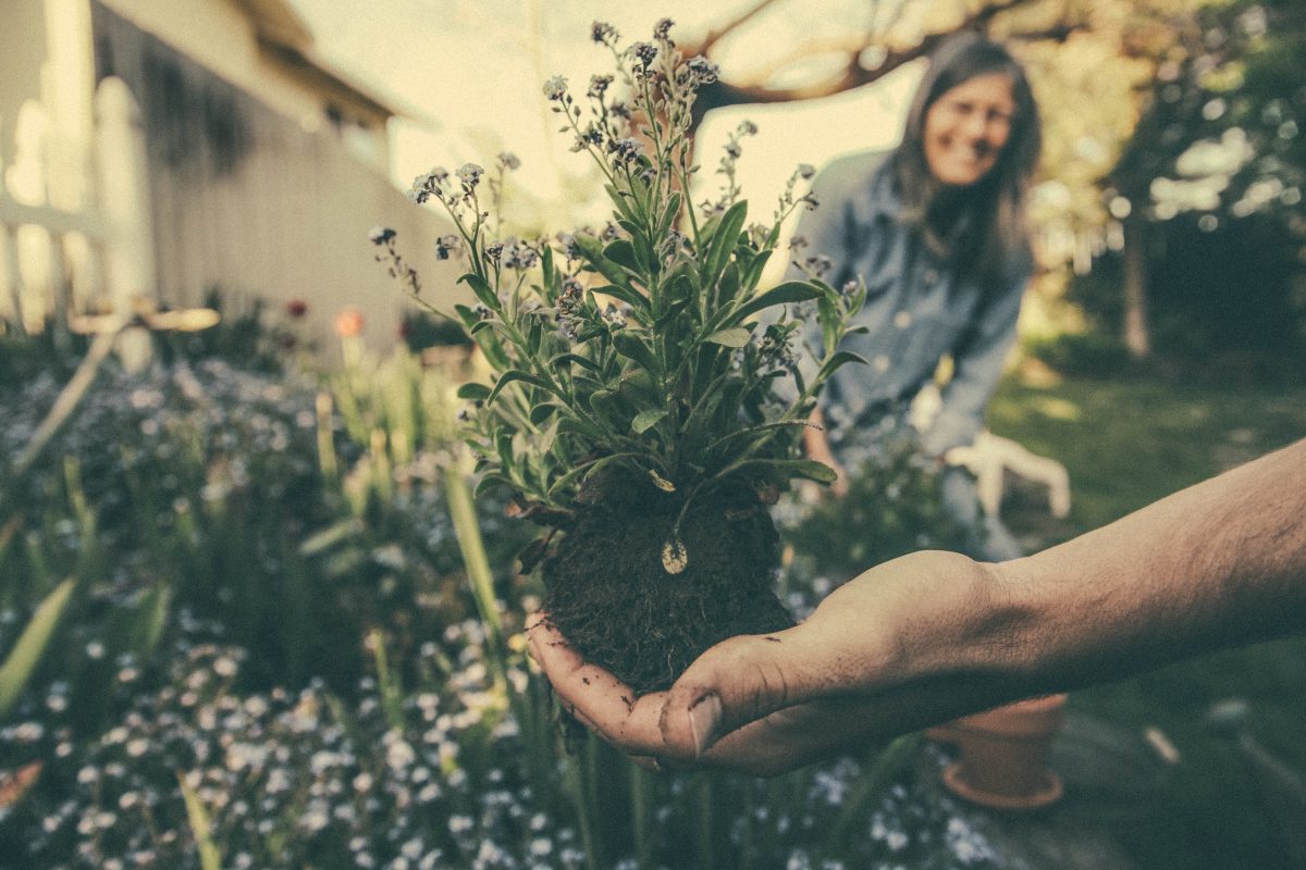 Fresh Gardening Trends for 2019