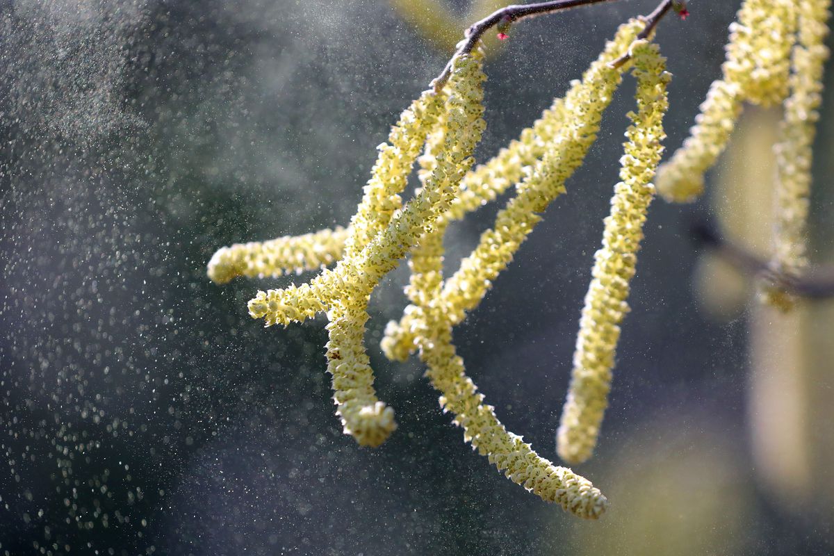 Пыльца растений образуется в. Пыльца Ольховая Ольховая. Пыльца ольхи под микроскопом. Пыльца деревьев. Пыльца тополя.