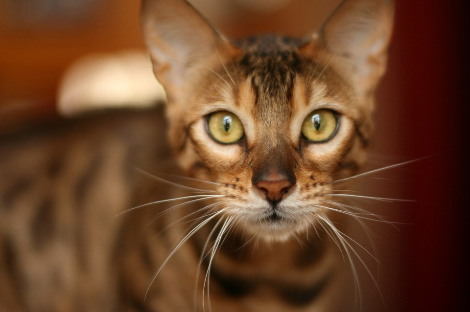 bengal-cat