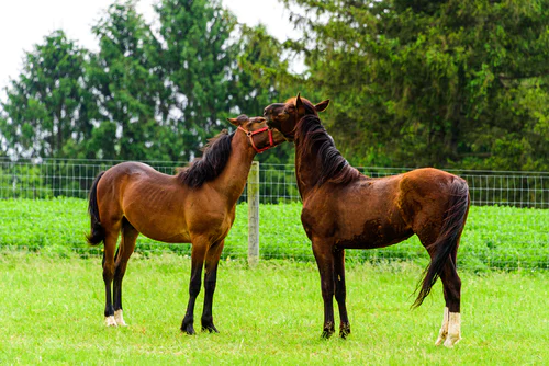 All About The American Saddlebred Horse Breed