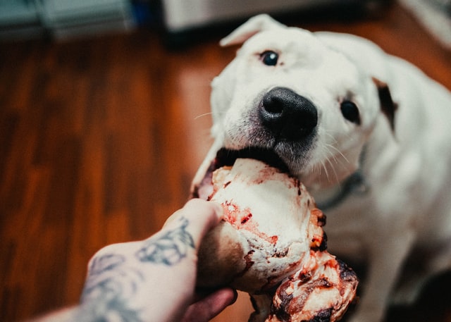 Do Big Breeds Eat A Lot? How To Make A Perfect Diet Plan For Your Pup