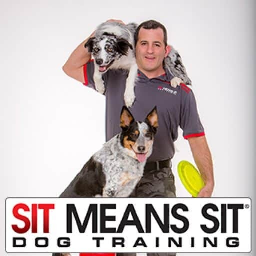 Sit Means SIT dog training