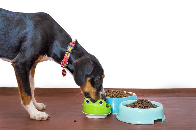 7 Reasons to Consider Putting Your Dog on a Grain-Free Diet