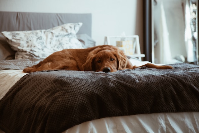 How Busy Fur Parents Can Care For Their Dog When They Go To Work